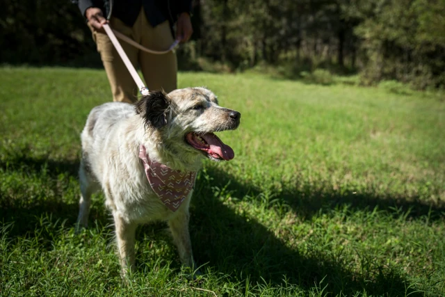 Dog on a lead standing in grass